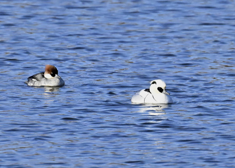 ミコアイサ♂♀4478