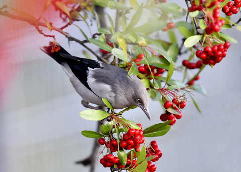 カラムクドリ1260
