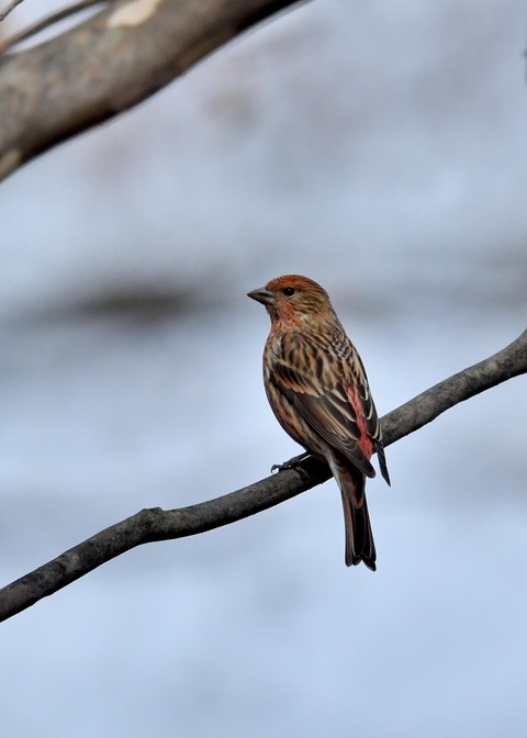 オオマシコ♀4711