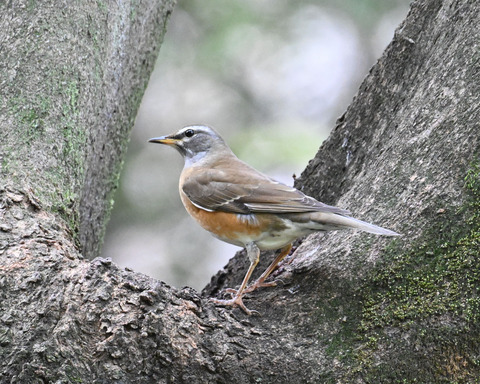 マミチャジナイ3955