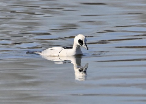 ミコアイサ♂0180