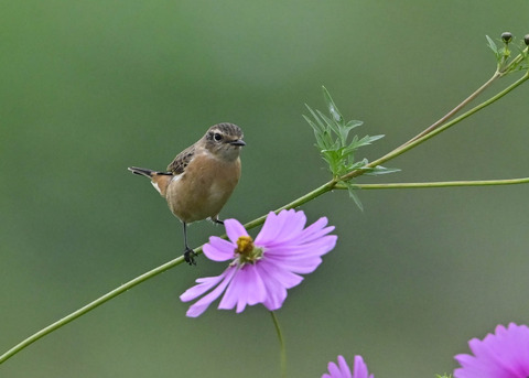 ノビタキ♀0896
