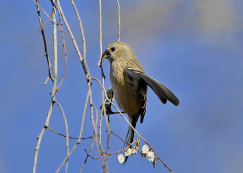 ベニマシコ♀5467