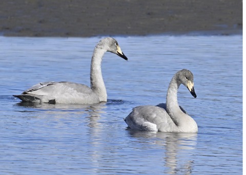 オオハクチョウ幼鳥3267