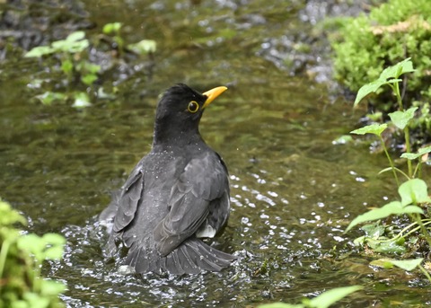 クロツグミ♂3536