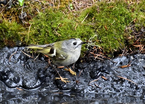 キクイタダキ♀1009