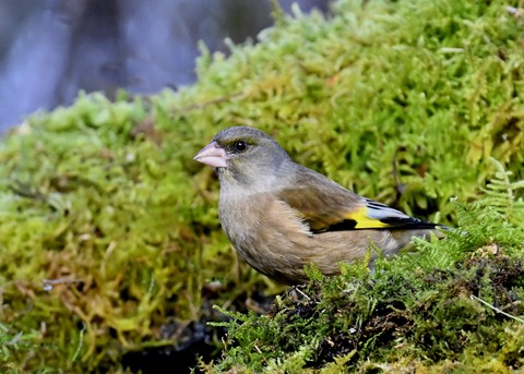 オオカワラヒワ7511