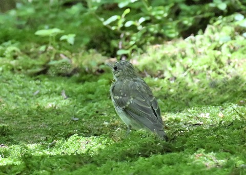 キビタキ幼鳥5794