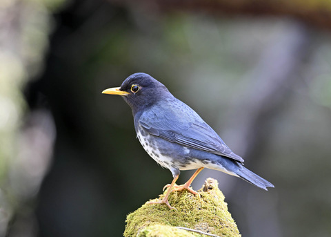 クロツグミ♂5693