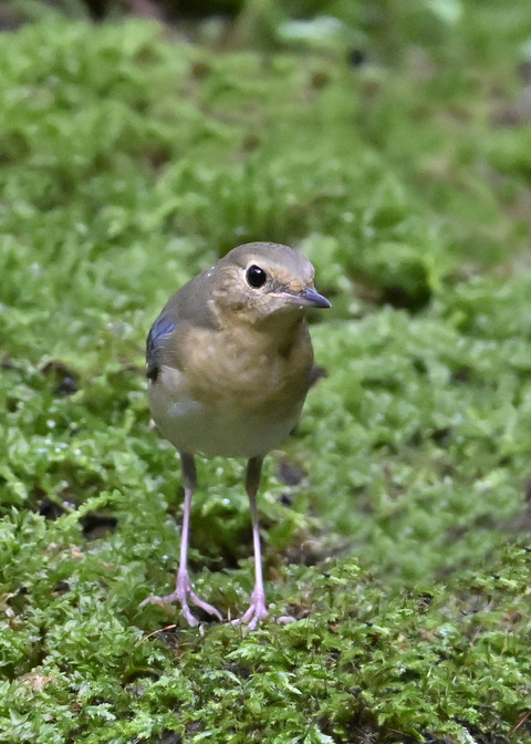 コルリ♂幼鳥2900