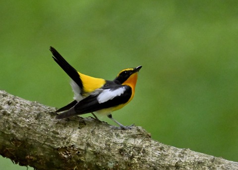 キビタキ成鳥♂5821