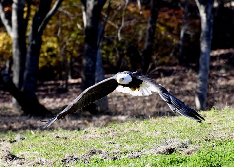 ハクトウワシ3479