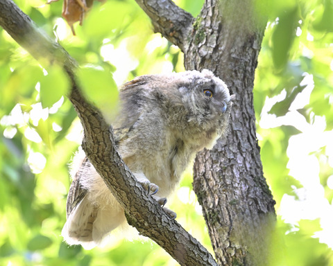 トラフズク雛5108