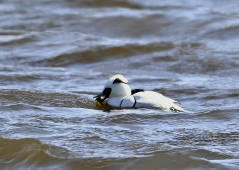 ミコアイサ♂9195
