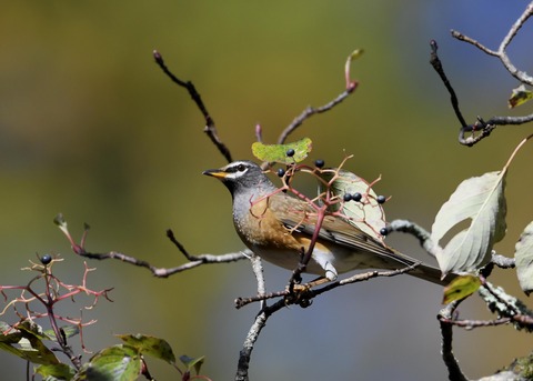 マミチャジナイ2513