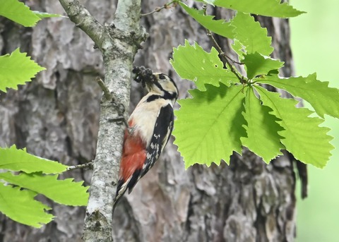 アカゲラ♀5366