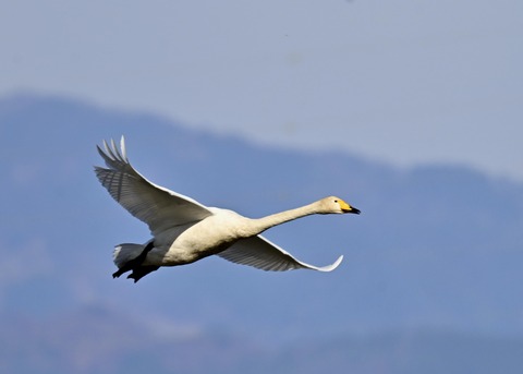 オオハクチョウ2209