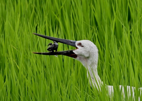 餌捕り・コウノトリ(ひかる)4688