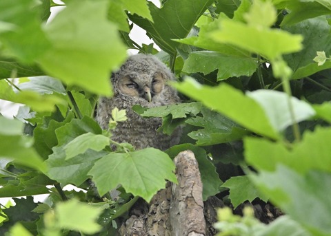 フクロウのヒナ3232