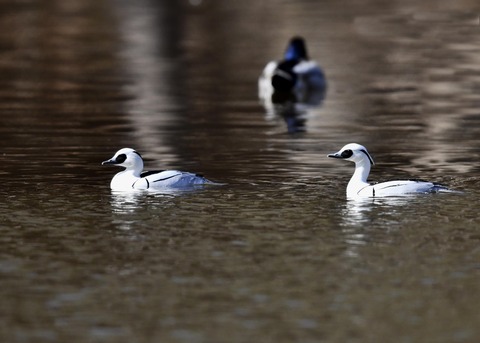 ミコアイサ♂7772