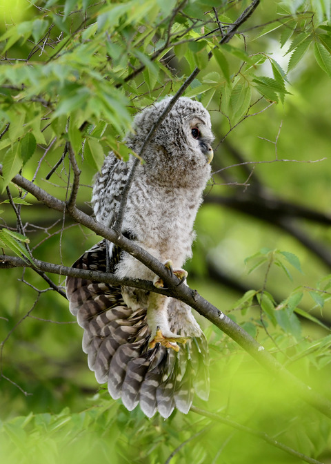 フクロウのヒナ②9154