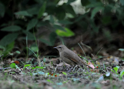 ノゴマ♀9148
