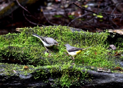 キセキレイ幼鳥8219