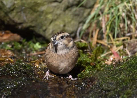 ホオジロ♀5674