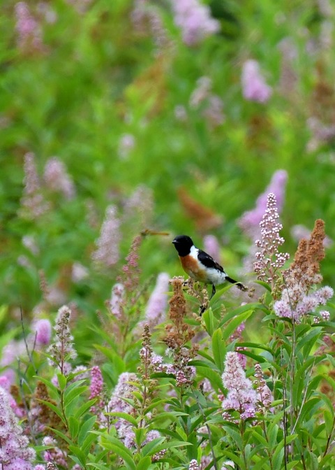 ノビタキ♂1459 - コピー