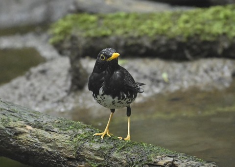 クロツグミ♂9349