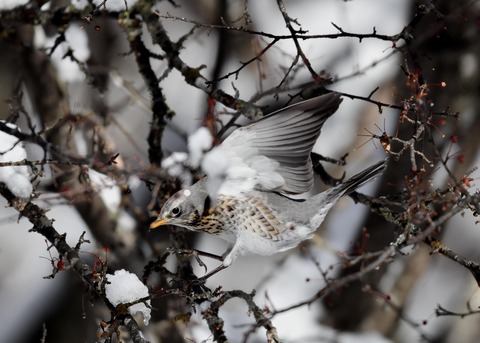 ノハラツグミ3808