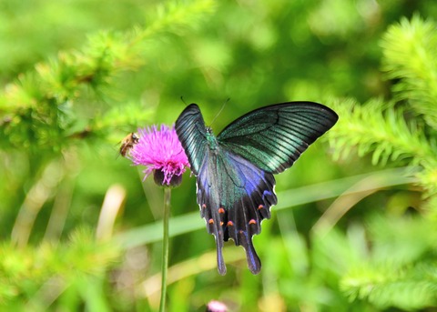 ミヤマカラスアゲハ♂1289