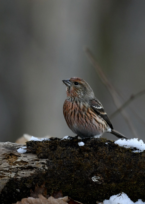 オオマシコ若鳥9600