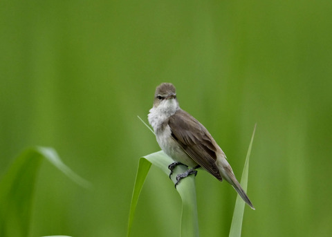 オオヨシキリ4304