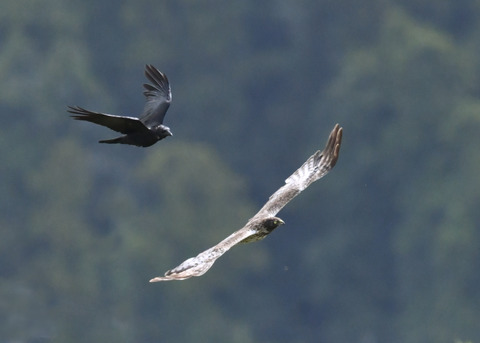 ズグロチュウヒ3434