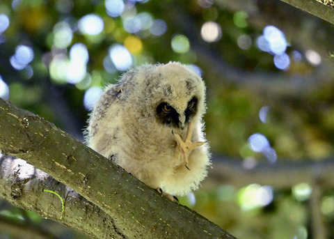 トラフズクのヒナ8206