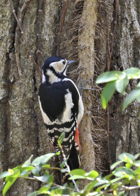 アカゲラ♀2360
