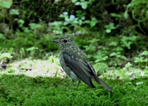 オオルリ♀5352