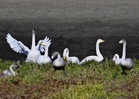 オオハクチョウ5033