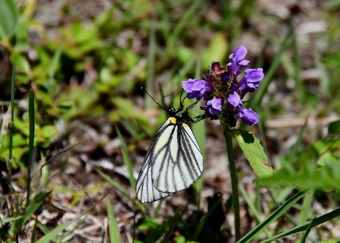 ミヤマシロチョウ2423