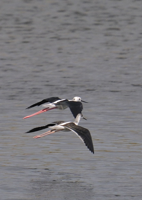 飛ぶ・セイタカシギ0208