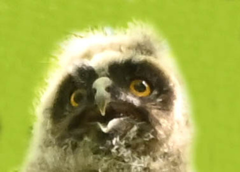 トラフズク♀2002