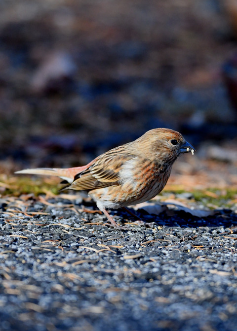 オオマシコ若鳥9519