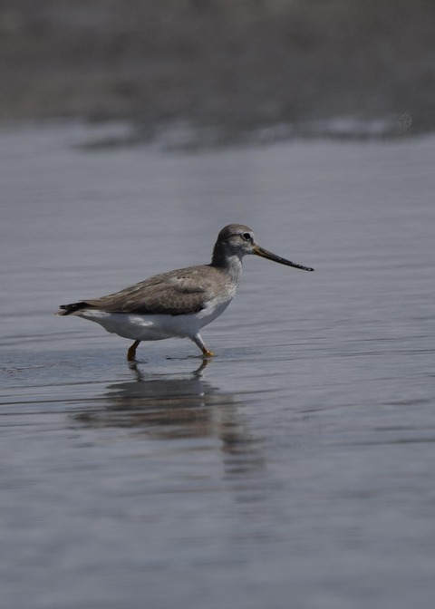 ソリハシシギ5580