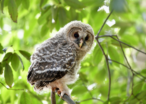 フクロウのヒナ③3460