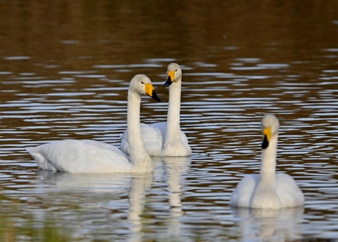 オオハクチョウ9930