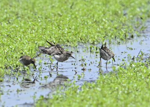 ウズラシギ夏羽後期0528