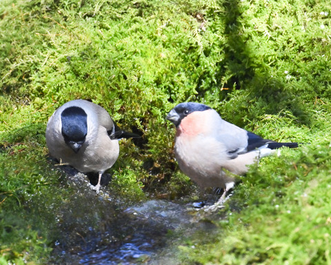 アカウソ♂・♀2558