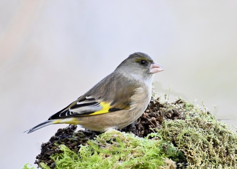 オオカワラヒワ7946