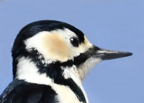 アカゲラ♀3981-02